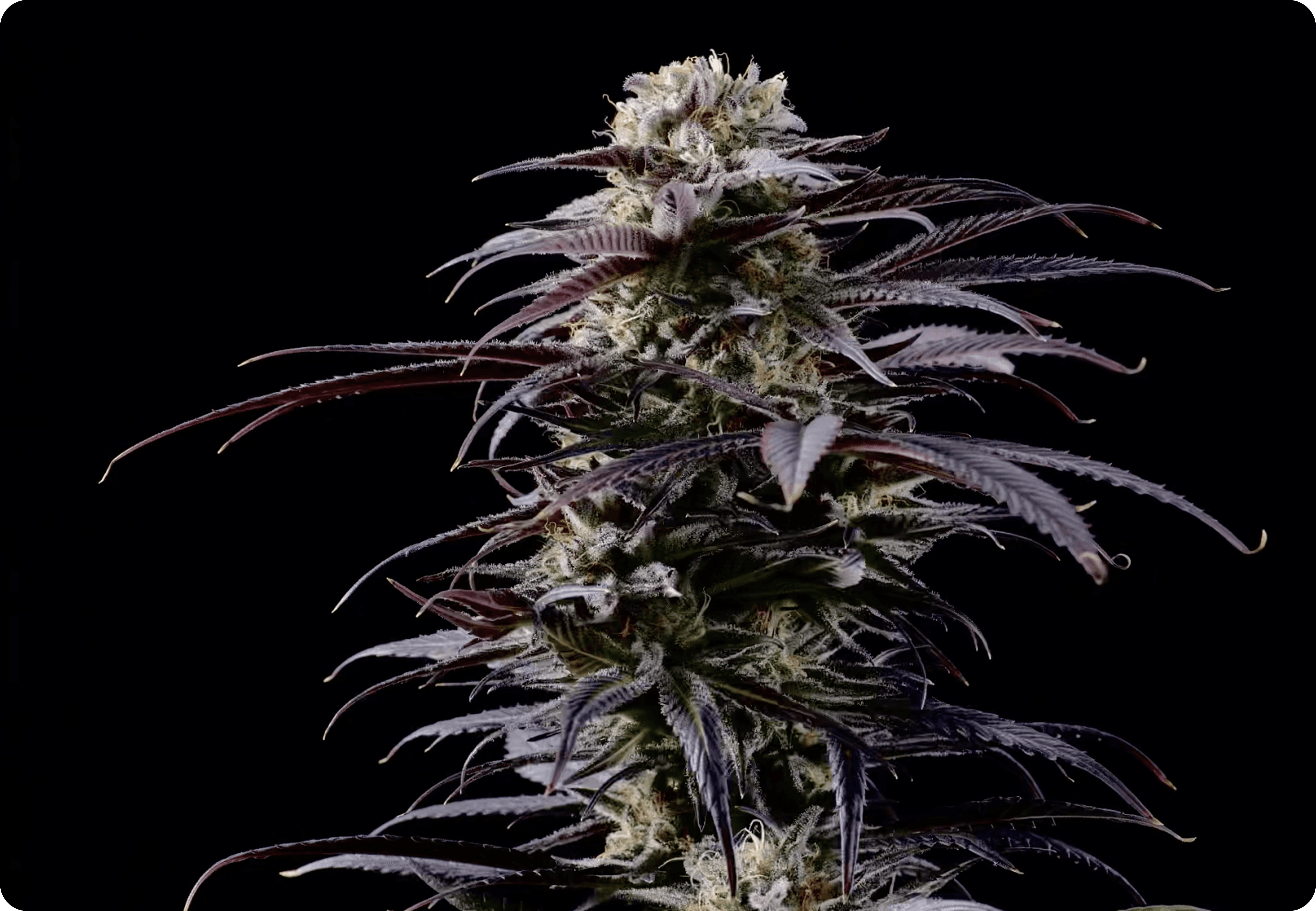 Medical Grade Flowers